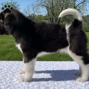 Jake, Akita Puppy